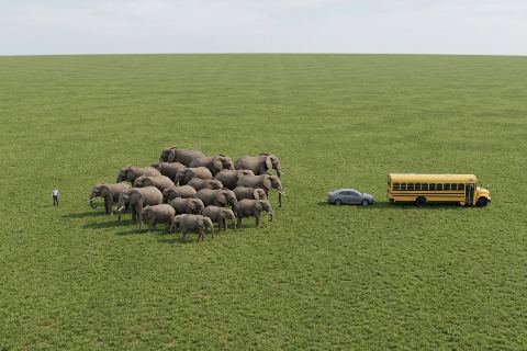 What do 20 elephants look like?