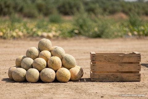 Crate, in “How many cantaloupes would fill a crate?”