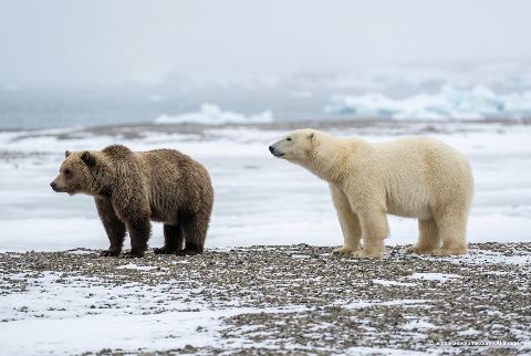 Polar bear, in “Grizzly bear vs polar bear”