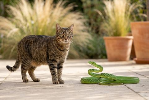 Domestic cat, in “Cat vs snake”