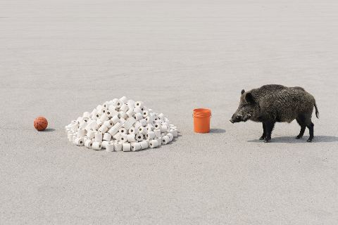 How many toilet paper rolls weigh as much as a wild boar?