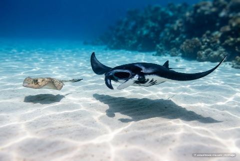 Giant oceanic manta ray, in “Stingray vs manta ray”