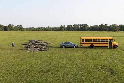 What do 30 alligators look like?
