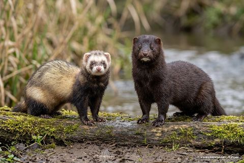 Domestic ferret, in “Ferret vs mink”