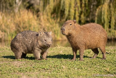 Common wombat, in “Wombat vs capybara”