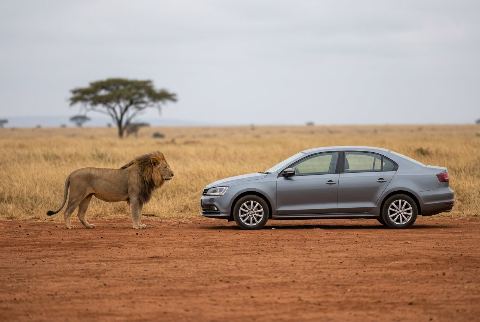 African lion, in “Lion vs car”