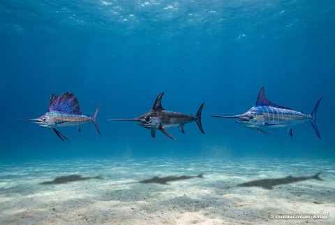 Swordfish, in “Sailfish vs swordfish vs marlin”