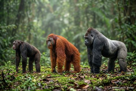 Common chimpanzee, in “Chimpanzee vs orangutan vs gorilla”