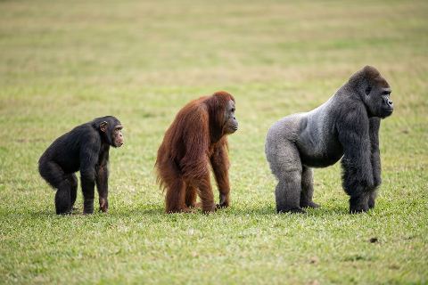 Chimpanzee vs orangutan vs gorilla: size comparison
