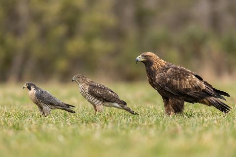 Falcon vs hawk vs eagle: size comparison