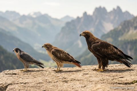 Bald eagle, in “Falcon vs hawk vs eagle”