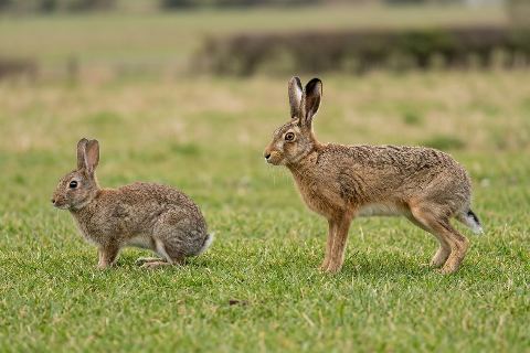 Rabbit vs hare: size comparison
