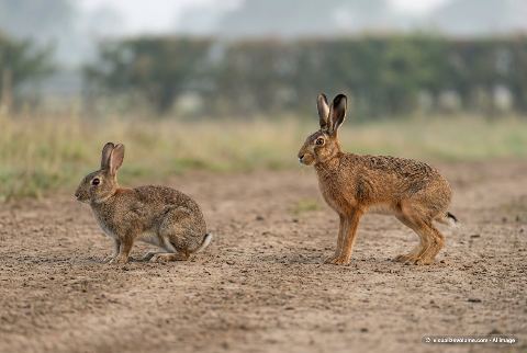 European rabbit, in “Rabbit vs hare”