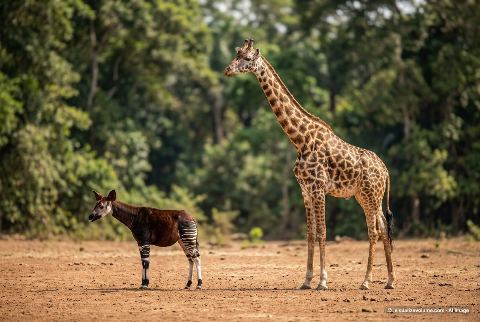 Okapi, in “Okapi vs giraffe”