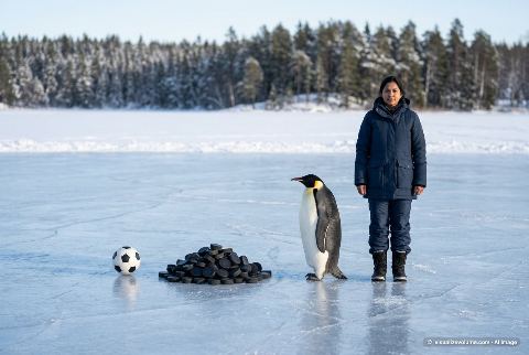Emperor penguin, in “How many hockey pucks weigh as much as an emperor penguin?”
