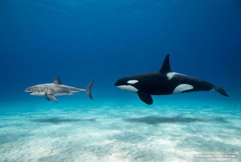 Great white shark, in “Great white shark vs killer whale”