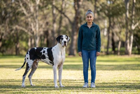 Great Dane, in “Great dane vs person”
