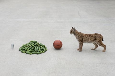 How many cucumbers weigh as much as a lynx?
