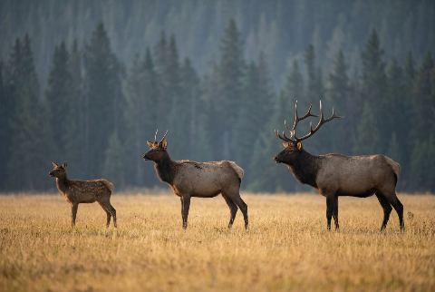 North American elk, in “Elk calf vs yearling elk vs elk”