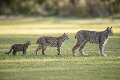 Cat vs bobcat vs lynx: size comparison