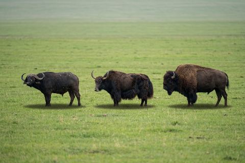 Buffalo vs yak vs bison: size comparison