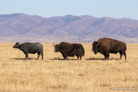 American bison, in “Buffalo vs yak vs bison”