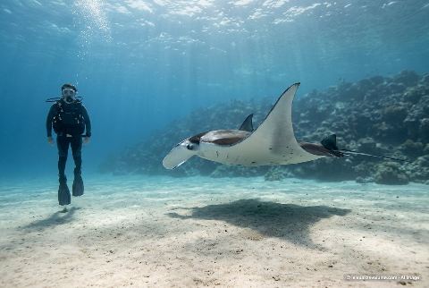 Giant oceanic manta ray, in “Person vs manta ray”