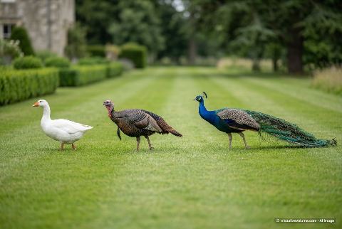 Wild turkey, in “Goose vs turkey vs peacock”