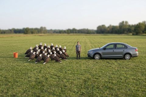 What do 30 bald eagles look like?