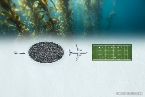American football field, in “What do 5,000 seals look like?”