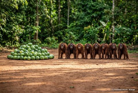 Bornean orangutan, in “200 watermelons vs 8 orangutans”
