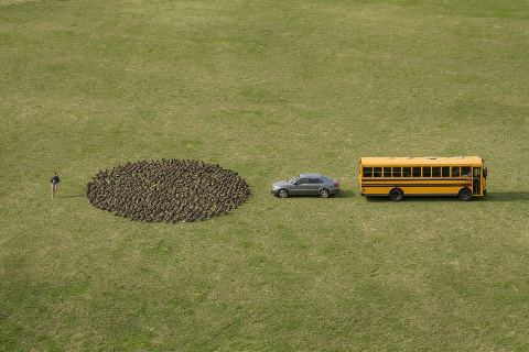 What do 1,000 ducks look like?