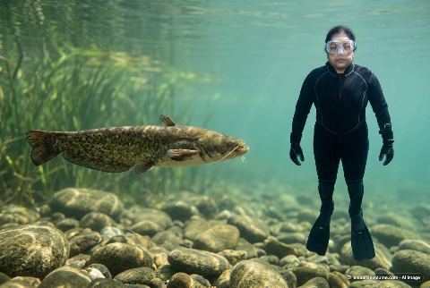 Channel catfish, in “Catfish vs person”