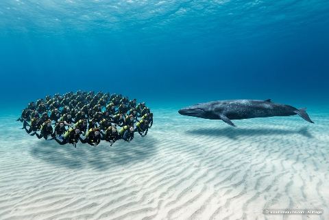 Blue whale, in “How many people weigh as much as a blue whale?”