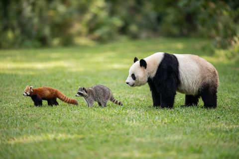 Red panda vs raccoon vs giant panda: size comparison