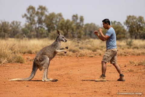 Red kangaroo, in “Kangaroo vs man”