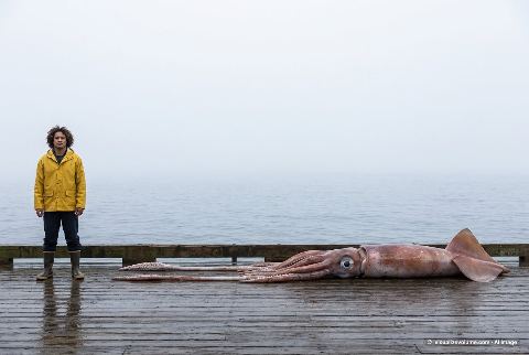 Giant squid, in “Person vs giant squid”