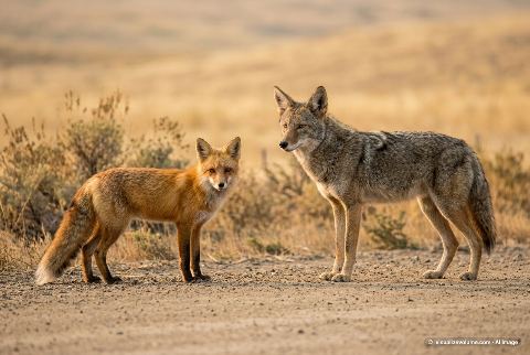 Coyote, in “Fox vs coyote”