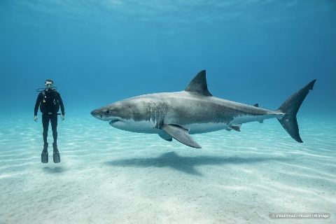 Great white shark, in “Person vs great white shark”