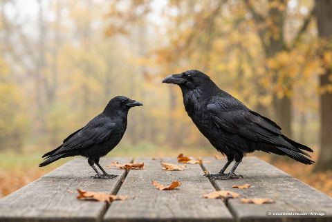 Common raven, in “Crow vs raven”
