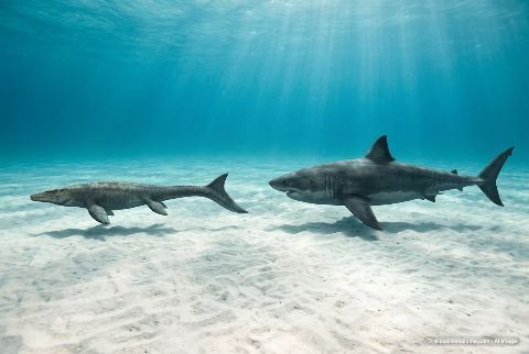 Mosasaurus hoffmannii, in “Mosasaurus vs megalodon”