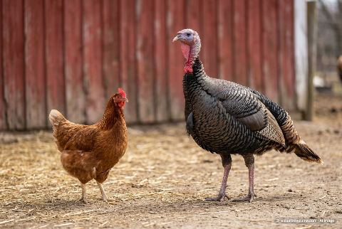 Domestic chicken, in “Chicken vs turkey”