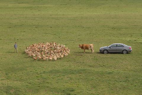 How many chickens weigh as much as a cow?