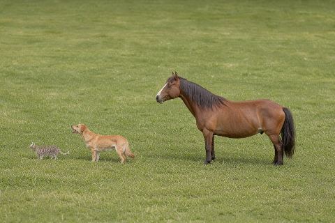 Cat vs dog vs horse: size comparison