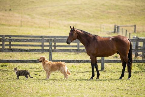 Domestic cat, in “Cat vs dog vs horse”