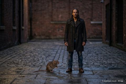 Brown rat, in “Rat vs person”