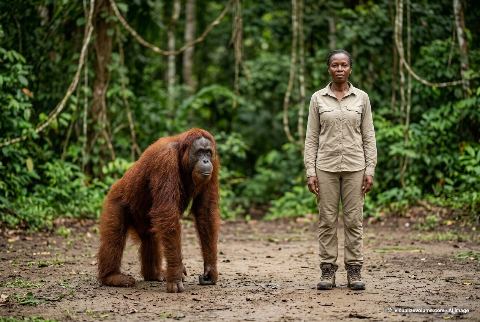 Bornean orangutan, in “Orangutan vs person”