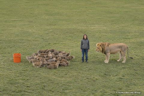 African lion, in “How many cats weigh as much as a lion?”