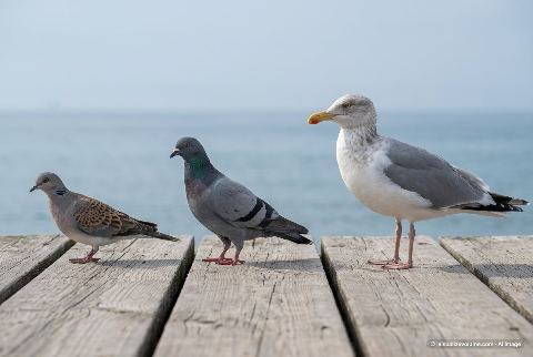Rock pigeon, in “Dove vs pigeon vs seagull”