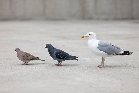 Dove vs pigeon vs seagull: size comparison